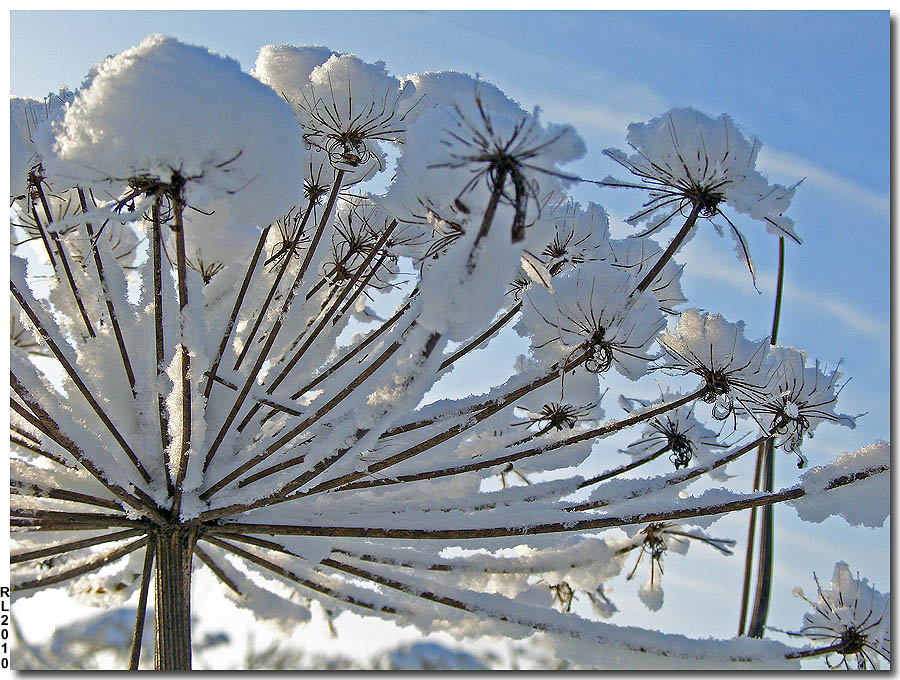 photo "Dandelion" tags: nature, macro and close-up, flowers