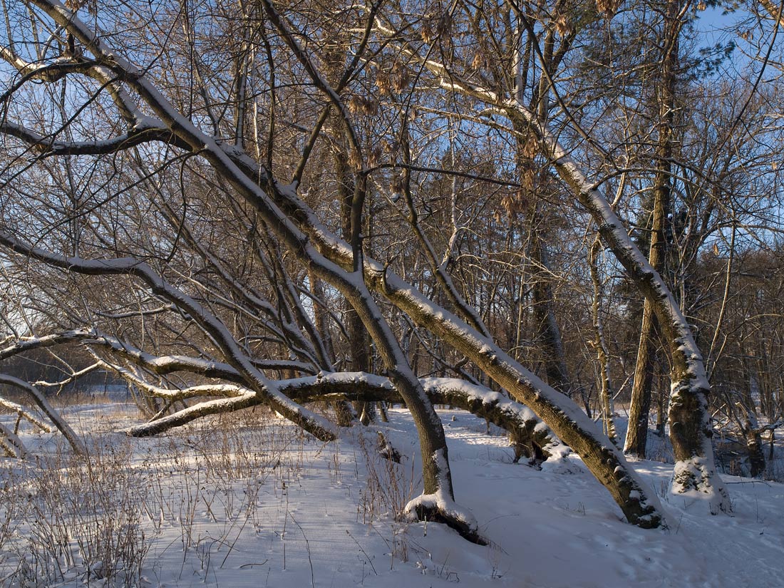 photo "***" tags: landscape, winter
