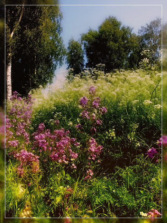 photo "***" tags: landscape, nature, flowers, summer