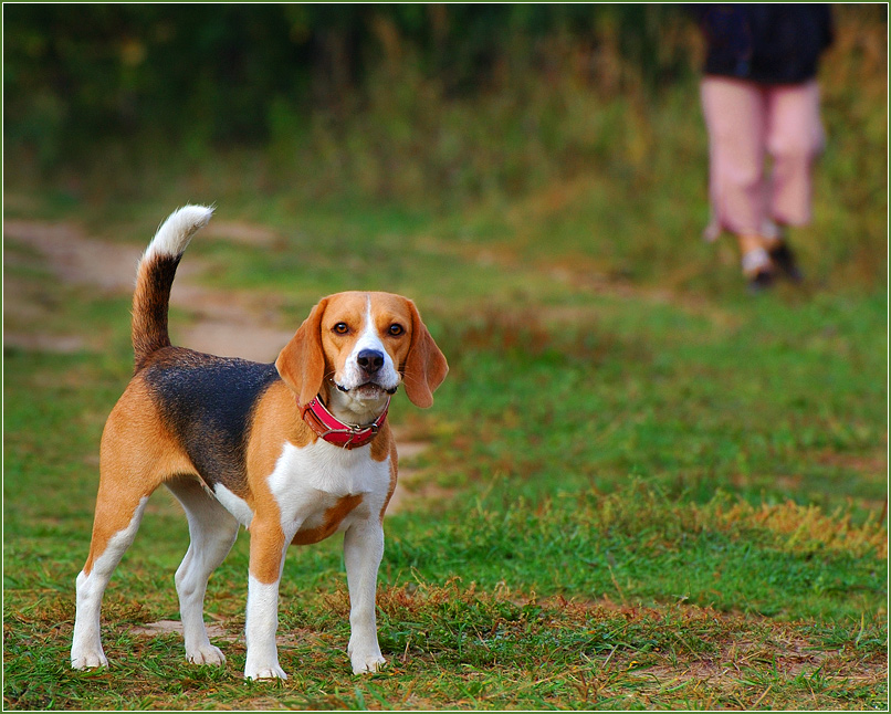 photo "***" tags: nature, pets/farm animals