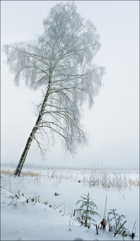 фото "Времена года: зима" метки: пейзаж, закат, зима