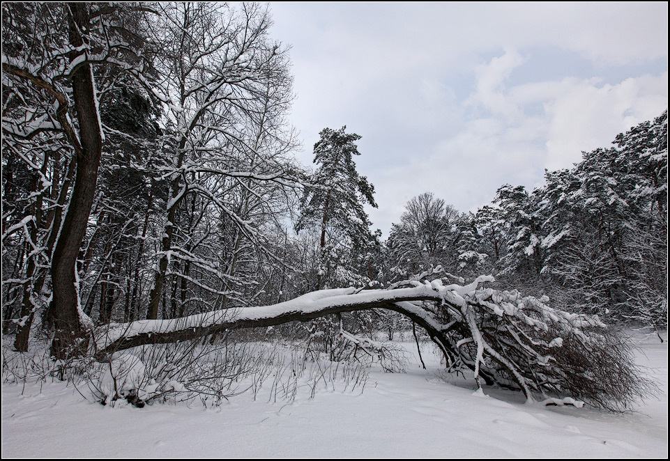 photo "Winter losses" tags: landscape, forest, winter