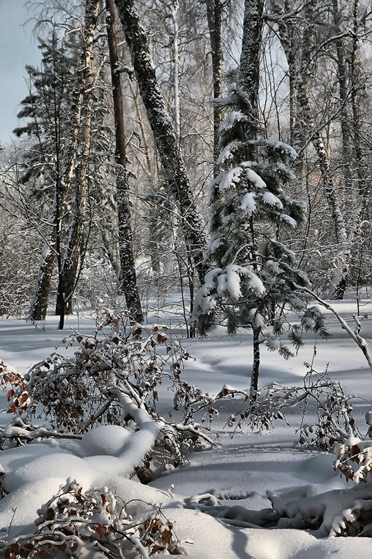 фото "осенний снежок" метки: пейзаж, осень