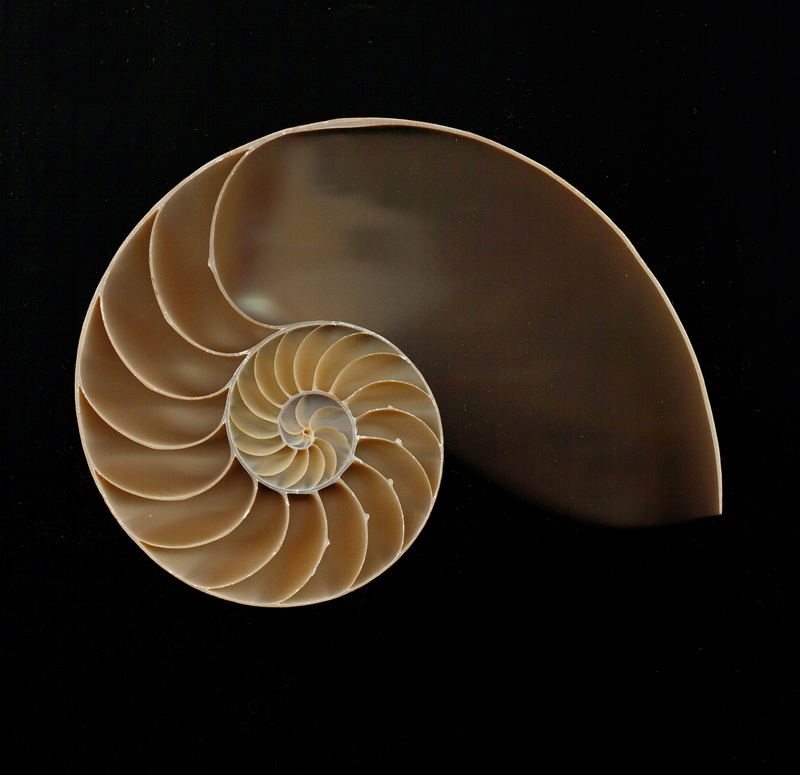 photo "Chambered Nautilus" tags: macro and close-up, abstract, 