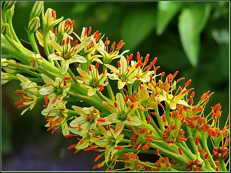 photo "***" tags: nature, flowers