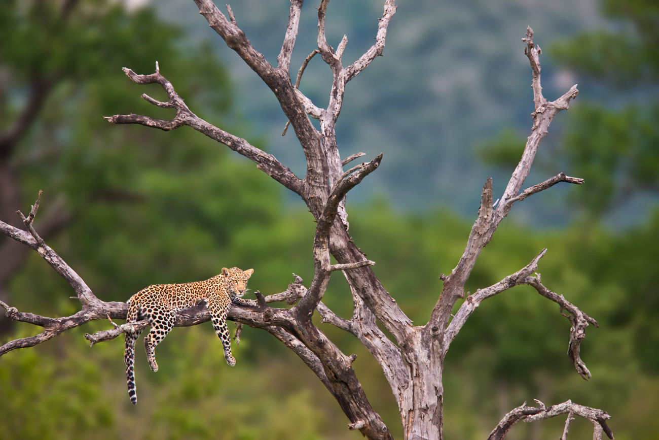 photo "Leopard" tags: nature, travel, Africa, wild animals