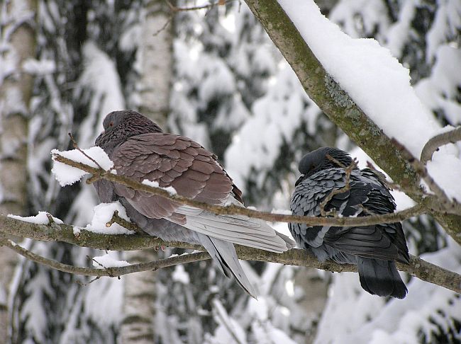photo "***" tags: nature, landscape, winter