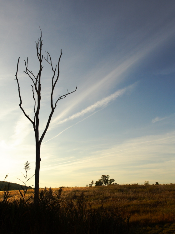 фото "Lonely Tree" метки: пейзаж, путешествия, Северная Америка, лето