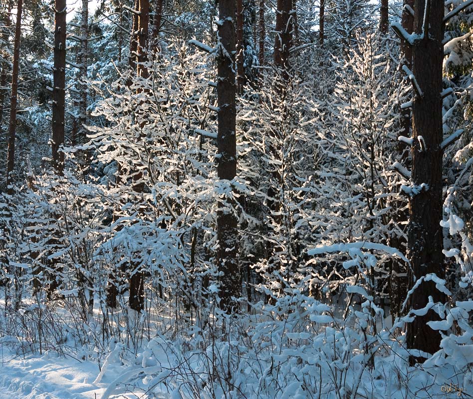 фото "На зимнем солнышке" метки: пейзаж, зима, лес