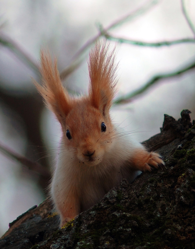 photo "***" tags: nature, wild animals