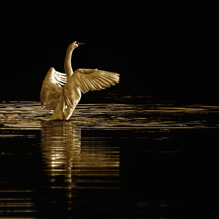 photo "***" tags: nature, wild animals