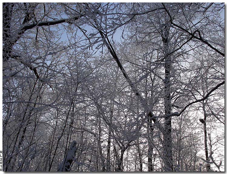 photo "***" tags: landscape, forest, winter