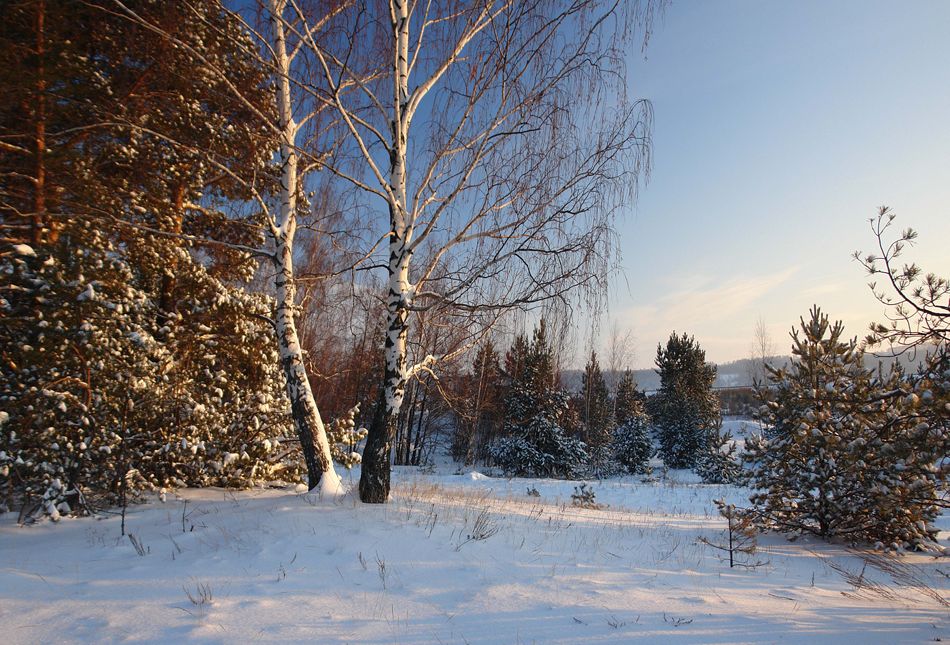 фото "Зимний лес." метки: , 