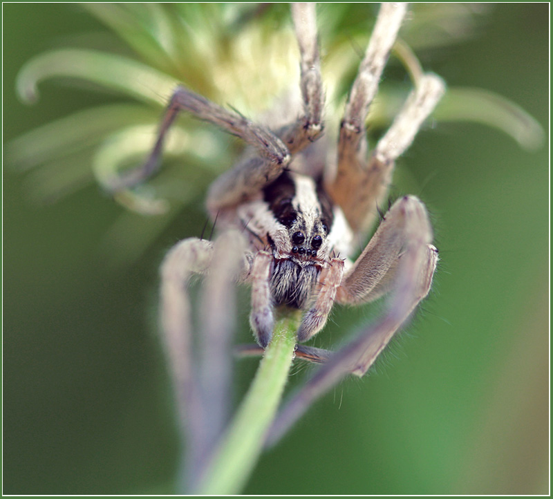 photo "Portrait living beside" tags: nature, macro and close-up, insect