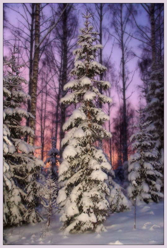 фото "***" метки: пейзаж, зима, лес