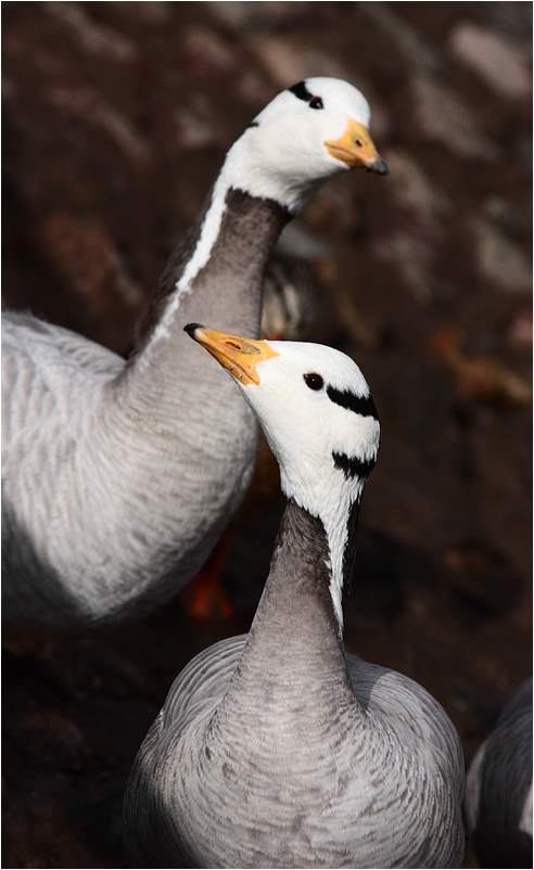 photo "Curiosity" tags: nature, wild animals