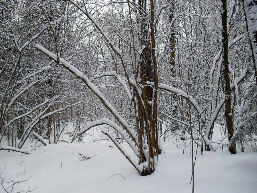 photo "***" tags: landscape, forest, winter