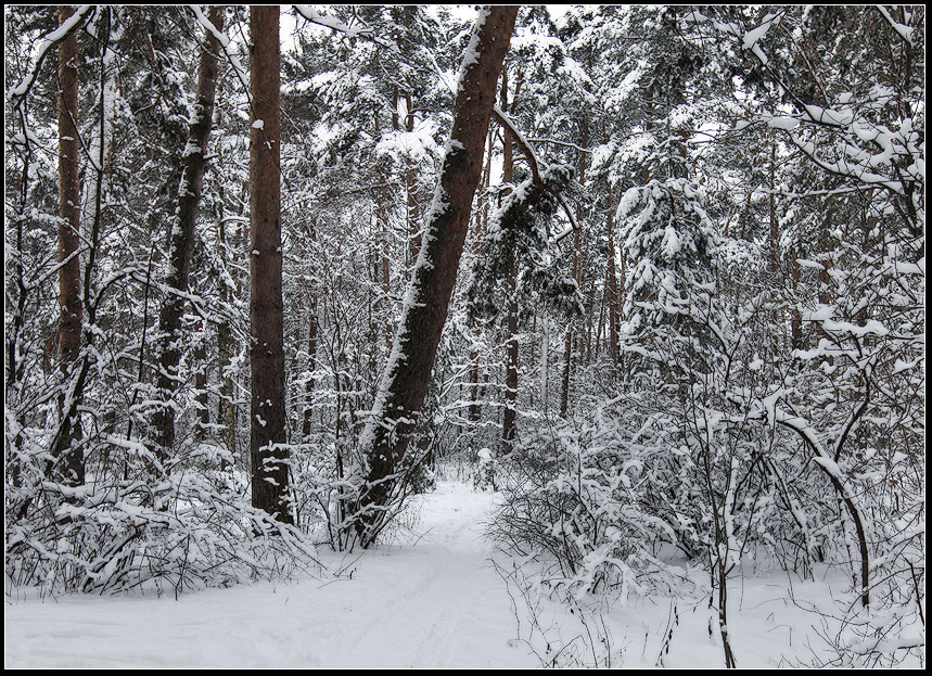 photo "Winter Holidays" tags: landscape, forest, winter