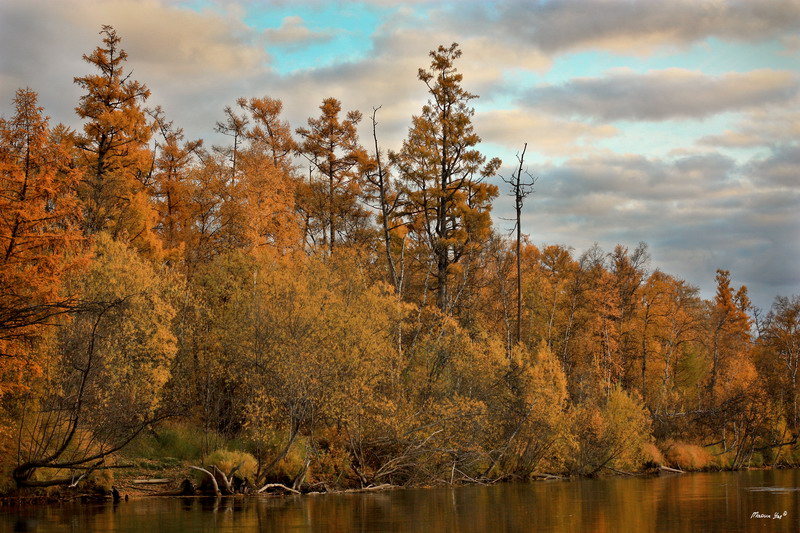 photo "***" tags: landscape, forest