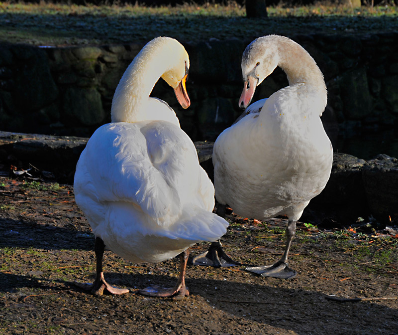 photo "Mother and chick" tags: , 