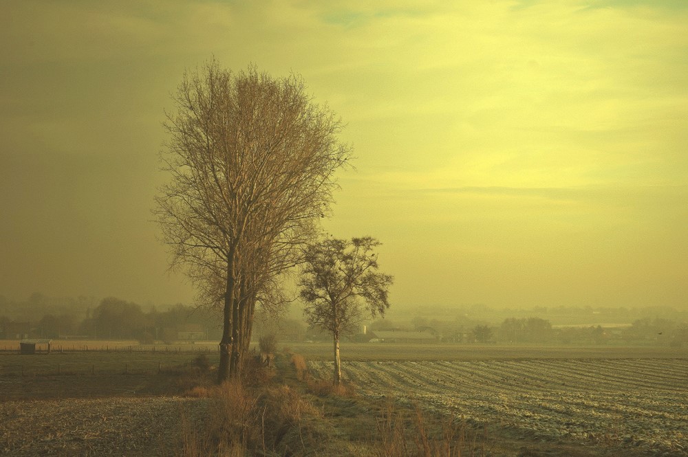 photo "FOGGY MORNING." tags: landscape, winter