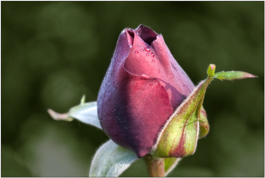 photo "Just a Rose" tags: macro and close-up, nature, flowers