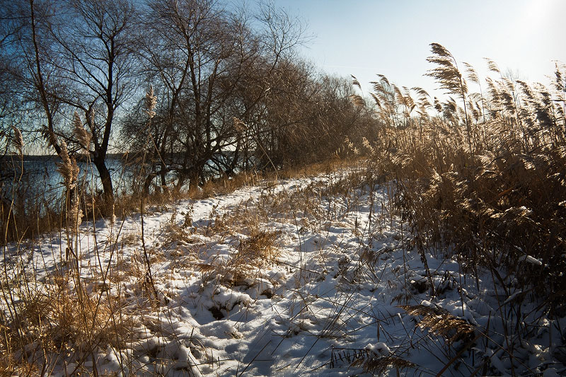 фото "Шуршали травы под снегами.." метки: пейзаж, зима