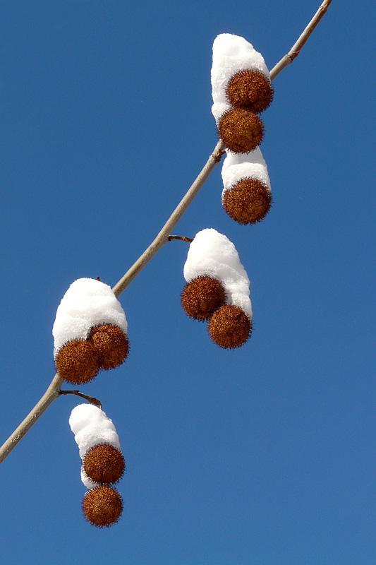 photo "Winter ornaments / Зимние украшения" tags: nature, fragment, flowers
