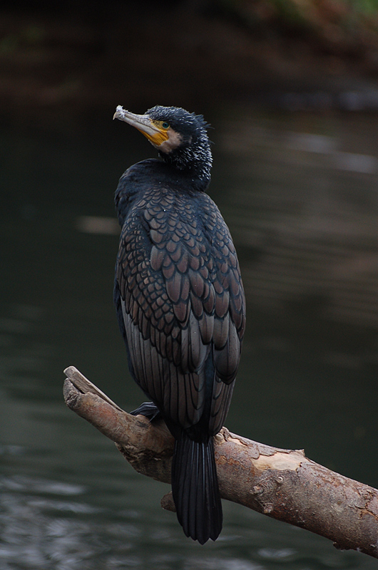 фото "Phalacrocorax carbo" метки: природа, дикие животные