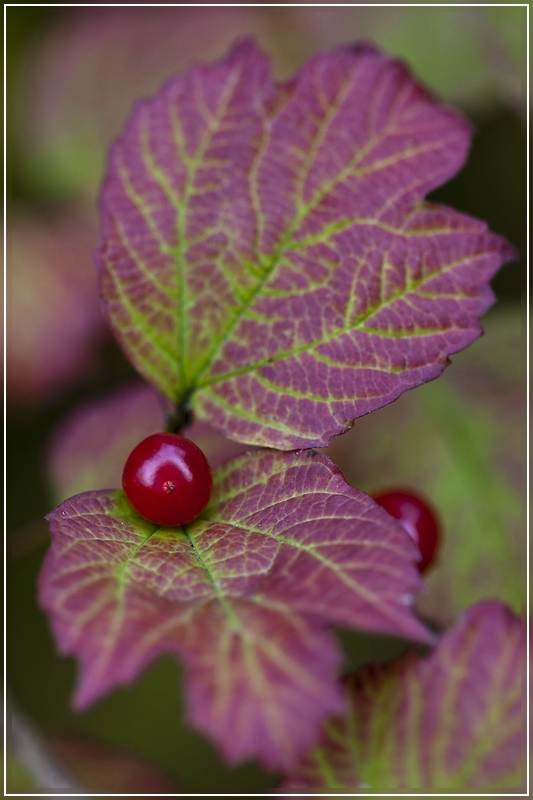 photo "***" tags: nature, macro and close-up, flowers