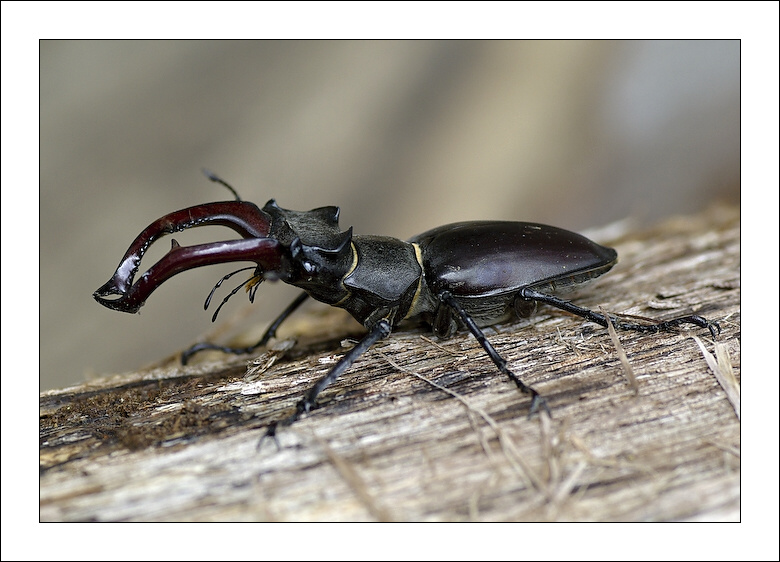 photo "***" tags: nature, insect