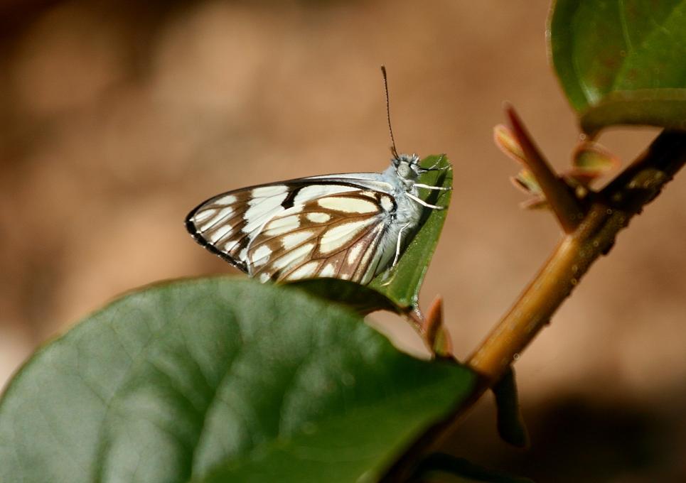 photo "***" tags: nature, insect