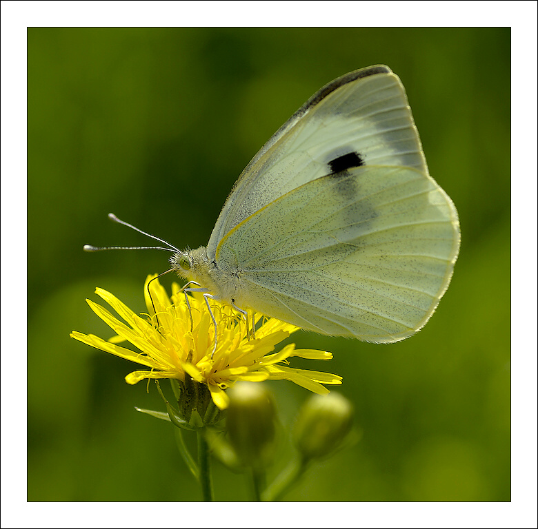 photo "***" tags: nature, insect