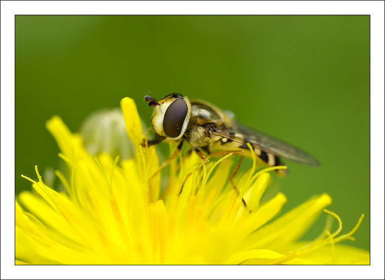 photo "***" tags: nature, insect