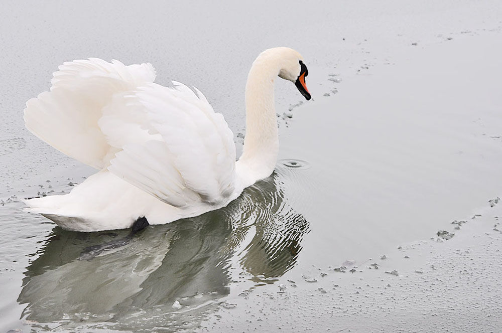 photo "Stop following me" tags: nature, landscape, wild animals, winter