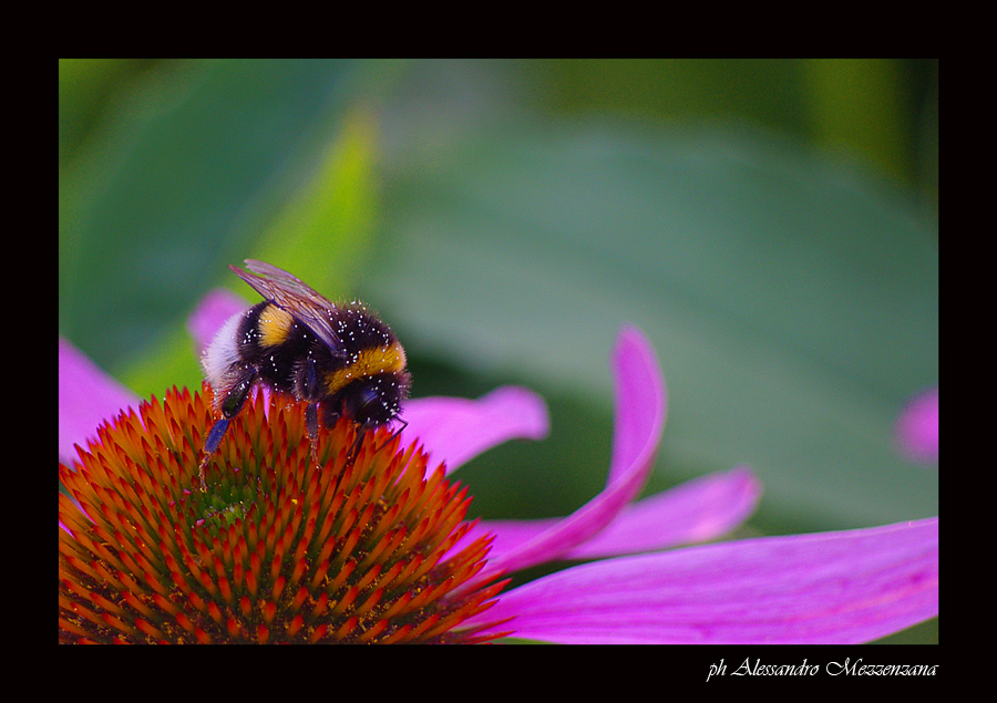 photo "work" tags: nature, insect