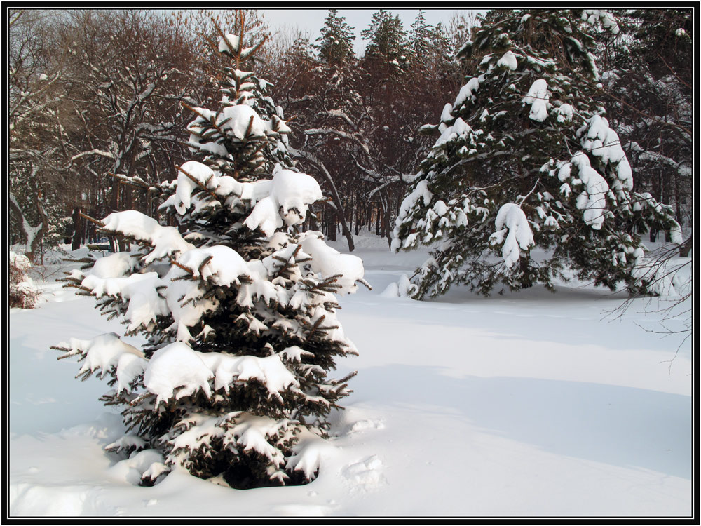 photo "***" tags: landscape, winter