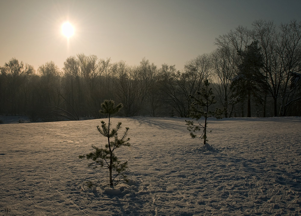 photo "***" tags: landscape, forest