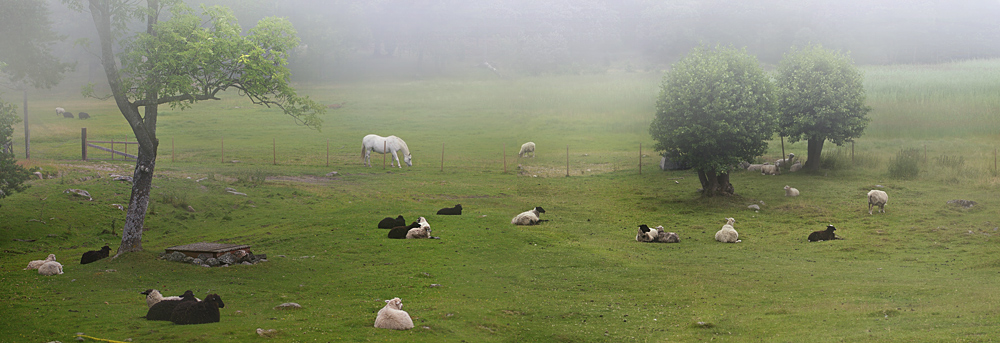 photo "***" tags: travel, nature, Europe, pets/farm animals