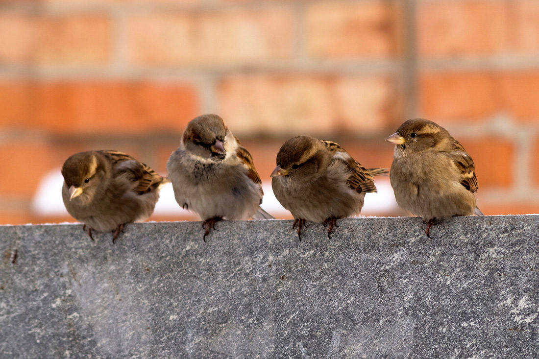 photo "***" tags: nature, genre, wild animals