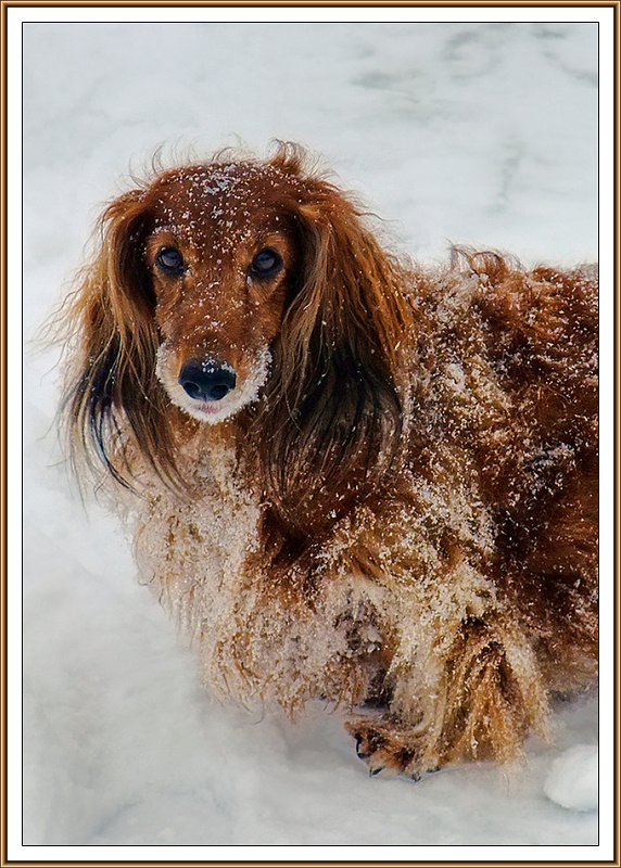 photo "Snow Doris" tags: nature, portrait, pets/farm animals