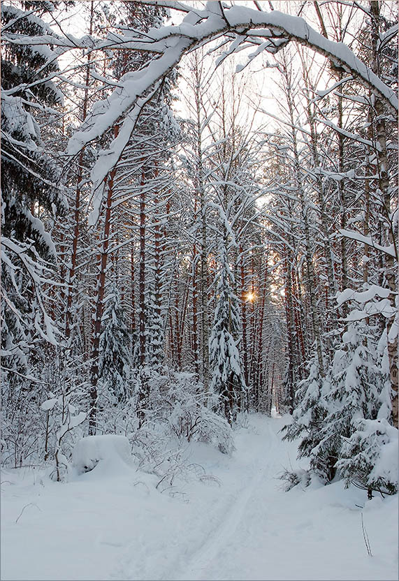 photo "In a winter wood" tags: landscape, 