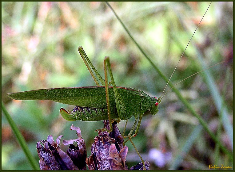 фото "CONDUCTOR" метки: природа, цветы