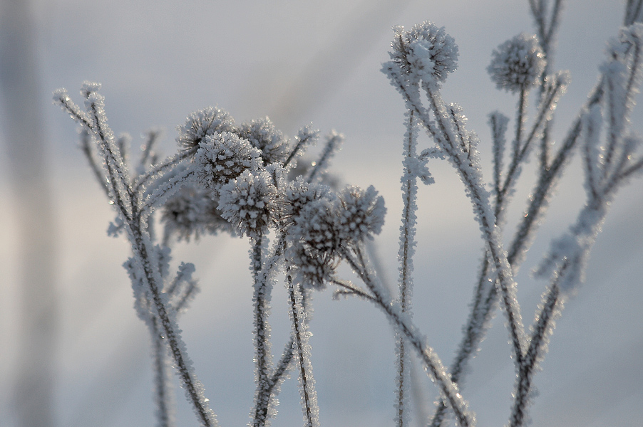 photo "***" tags: nature, landscape, flowers, winter