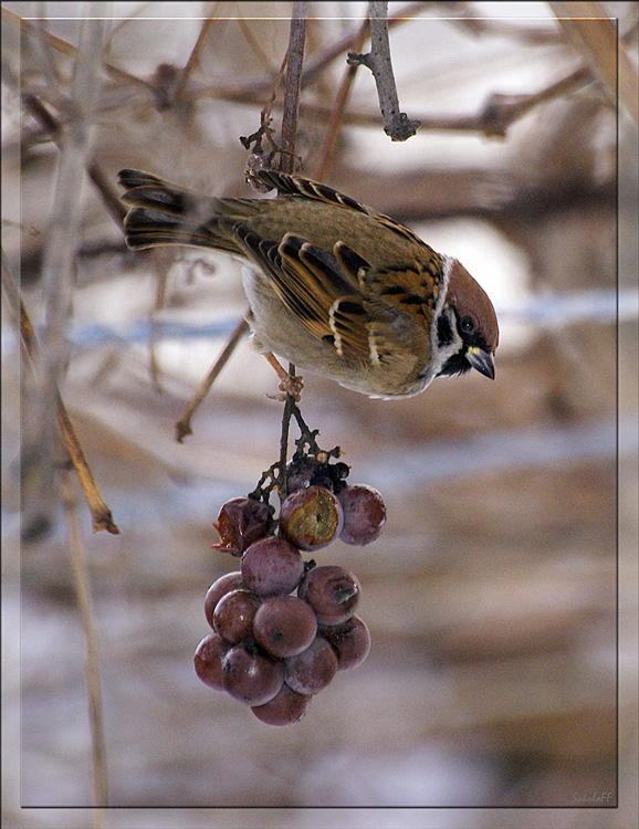 photo "птицы,воробей" tags: nature, wild animals