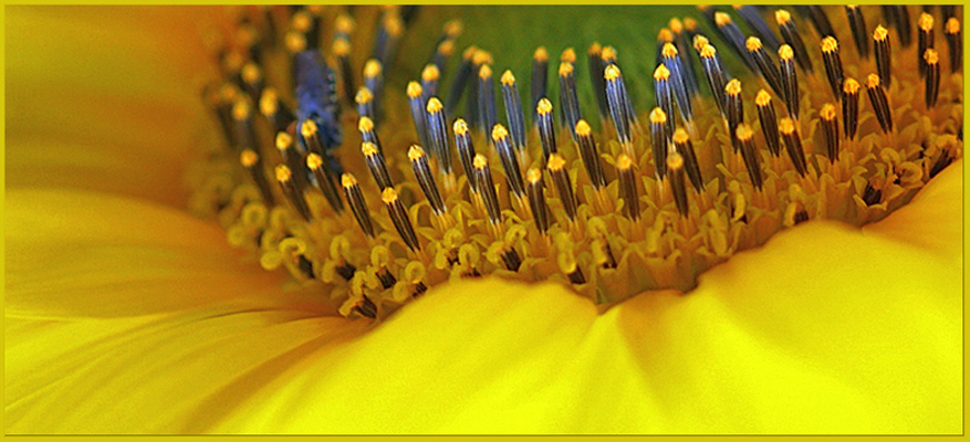 photo "Soldiers Its Majesties (Sunflower)" tags: nature, macro and close-up, flowers