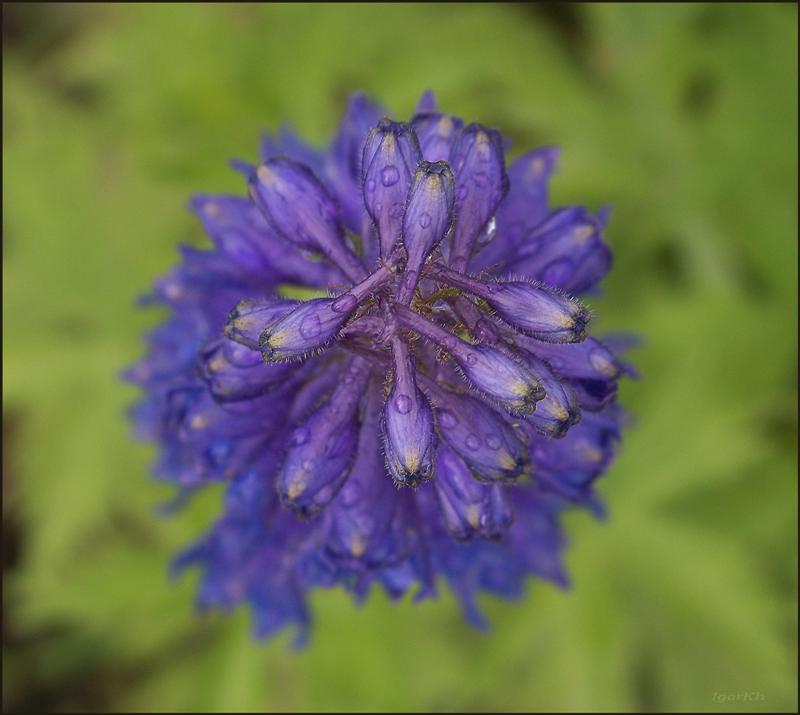 фото "Delphinium" метки: природа, цветы