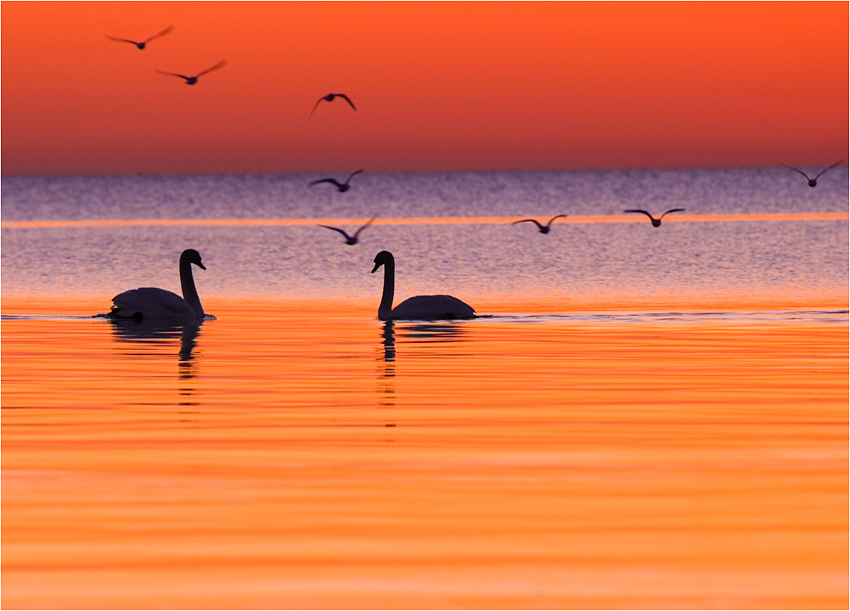 photo "Bad Romance" tags: nature, wild animals