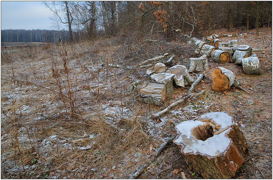 фото "Опушка" метки: пейзаж, лес, осень