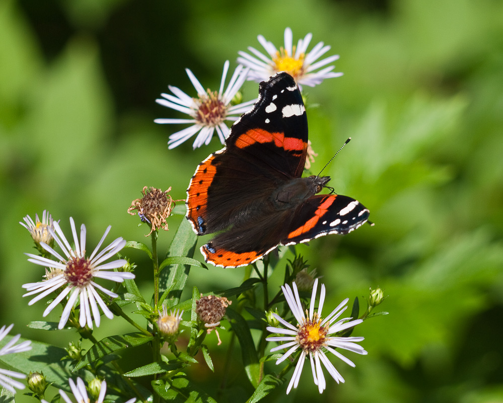 photo "Summer colors" tags: nature, macro and close-up, insect